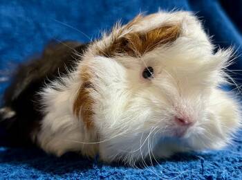 Peruvian Guinea Pigs for Sale in Las Cruces, New Mexico - Gunner | PetCurious